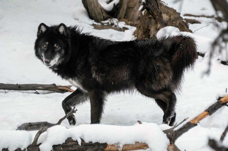 Wolf Hybrids: Wild Blood Runs Deep