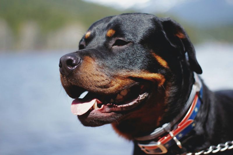 Rottweiler: The Devoted Powerhouse