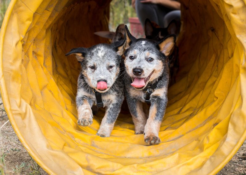Australian Cattle Dog: The Workaholic With Nipping Tendencies