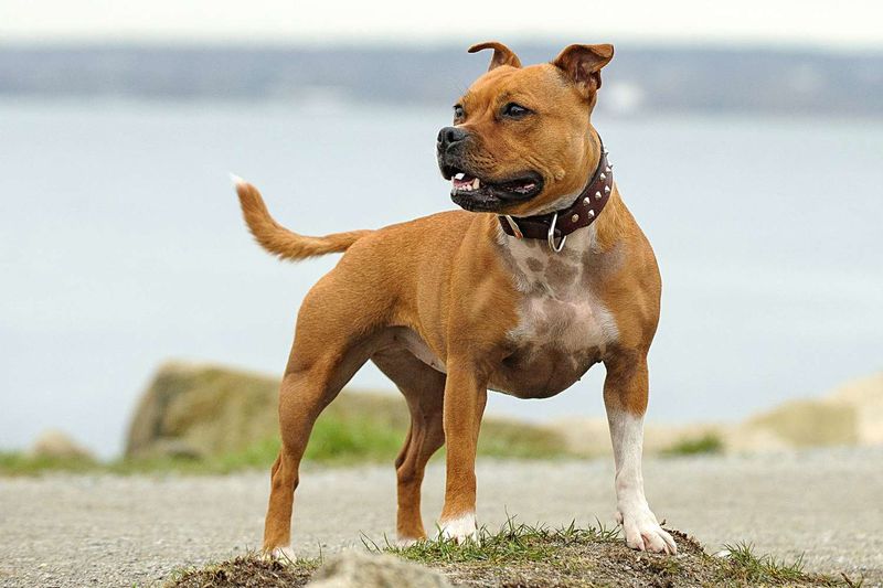 Staffordshire Bull Terriers: Courageous Cuddlers