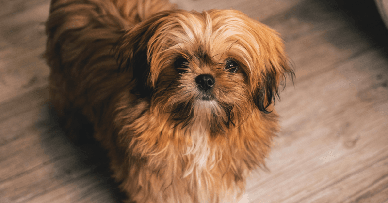 Lhasa Apsos