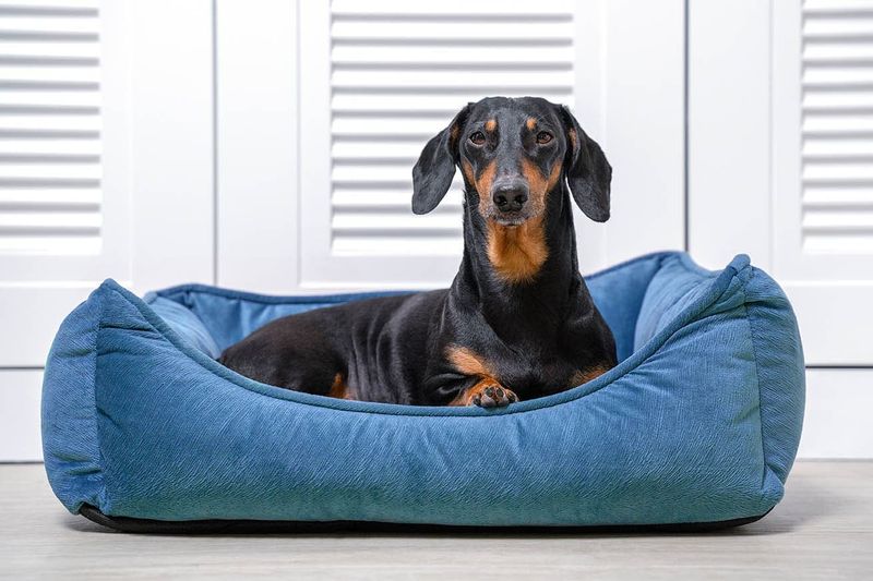 Dachshunds: Long Bodies, Strong Opinions