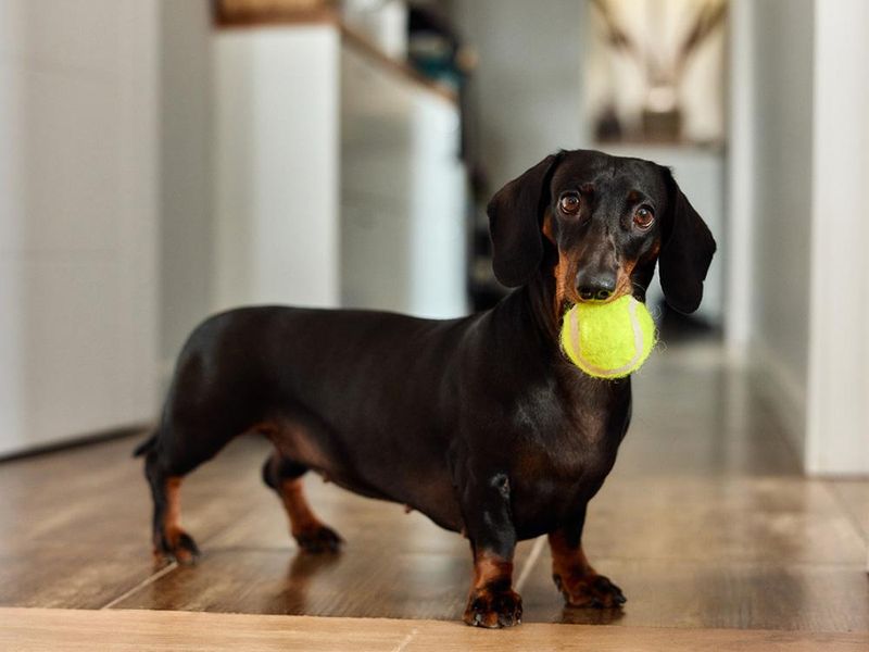 Dachshunds: Small Dogs With Big Attitudes