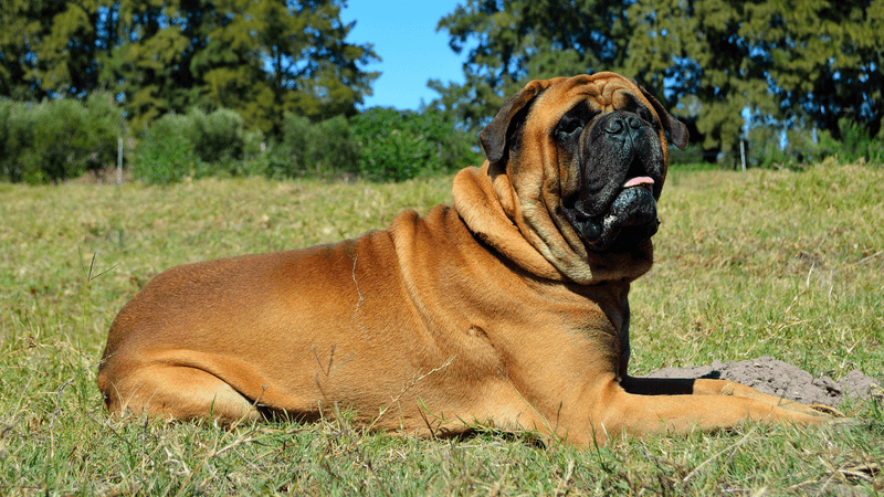 Bullmastiffs: Gentle Giants With A Soft Spot