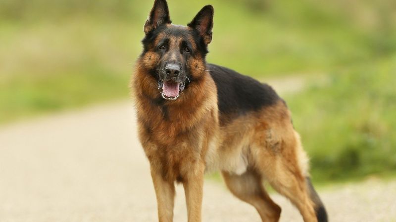 German Shepherds: Intelligence Gone Wrong