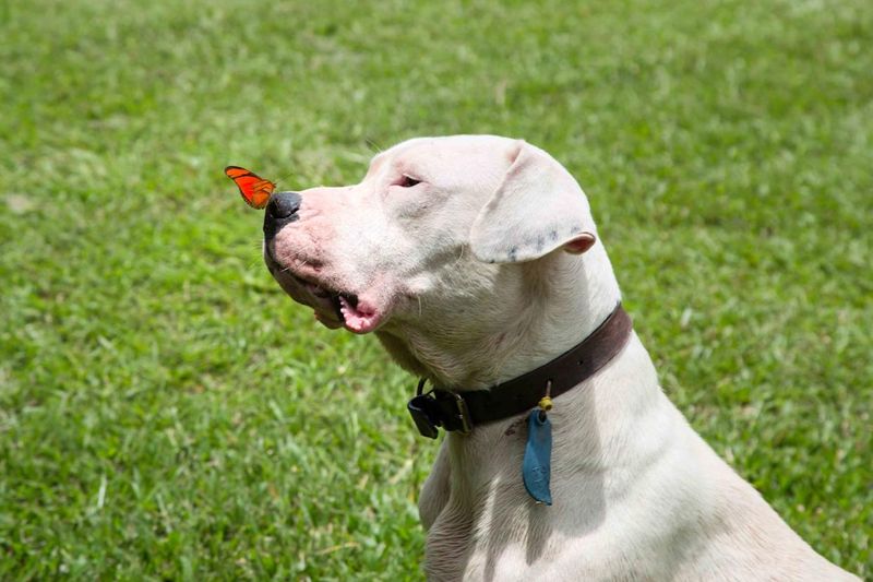Dogo Argentinos: The White Hunters With A Fearsome Image