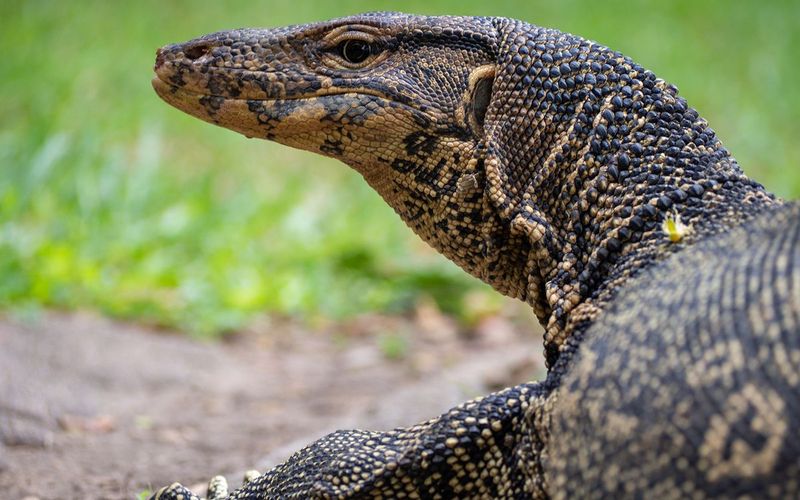 Nile Monitor Lizard