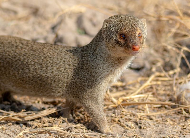Mongoose