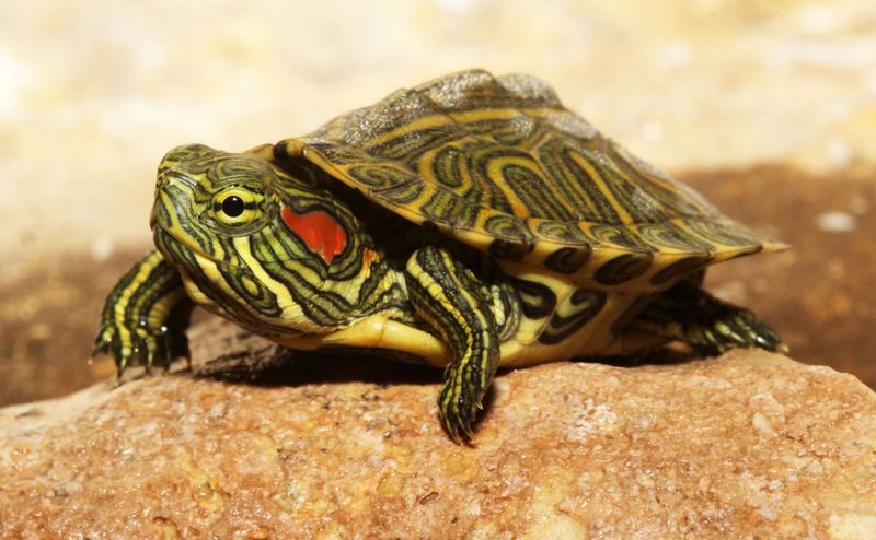 Small Mammals And Turtles Could Become New Targets