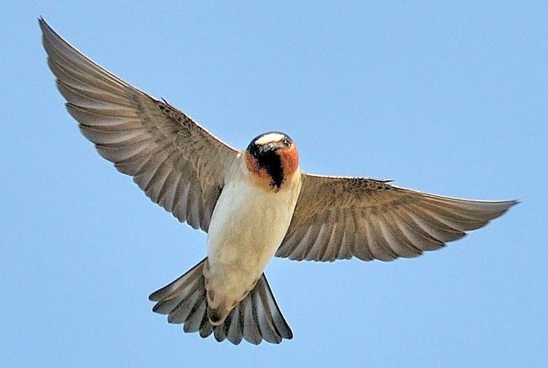 Cliff Swallows