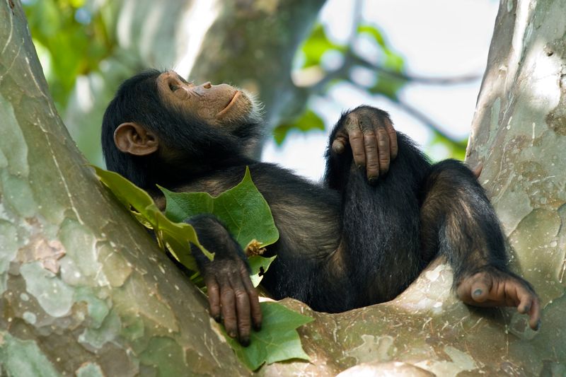 Chimpanzees: Our Closest Living Relatives