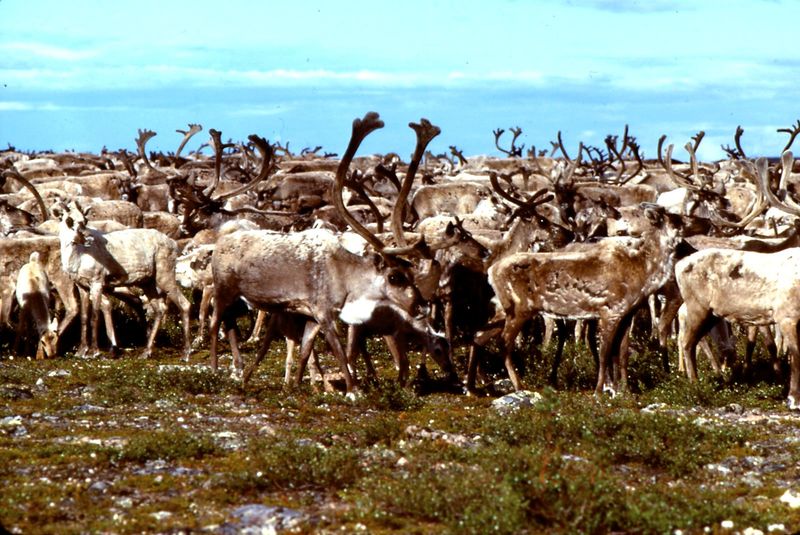 Ahiak Caribou Herd
