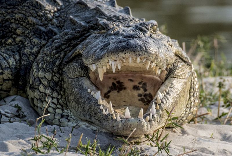 Saltwater Crocodile