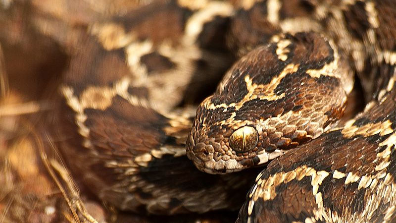Saw-Scaled Viper