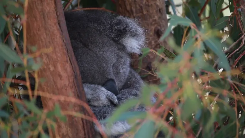Tidbinbilla Nature Reserve, Australian Capital Territory
