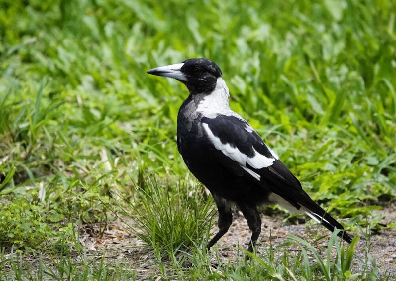 Australian Magpie