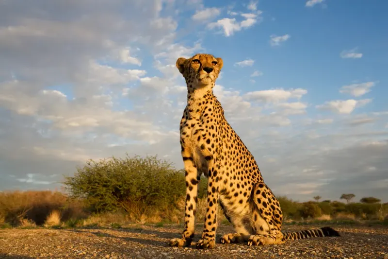 Rewilding And Reintroduction Offer A Glimpse Of Recovery