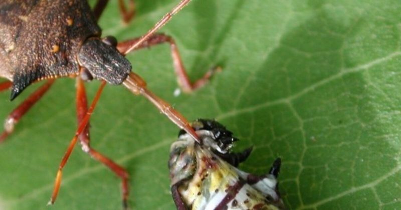 Predation Cuts Lifespans Short