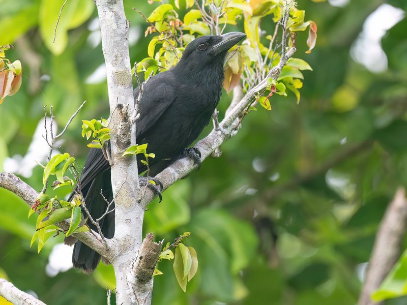 Scientists Are Carefully Monitoring Their Behavior