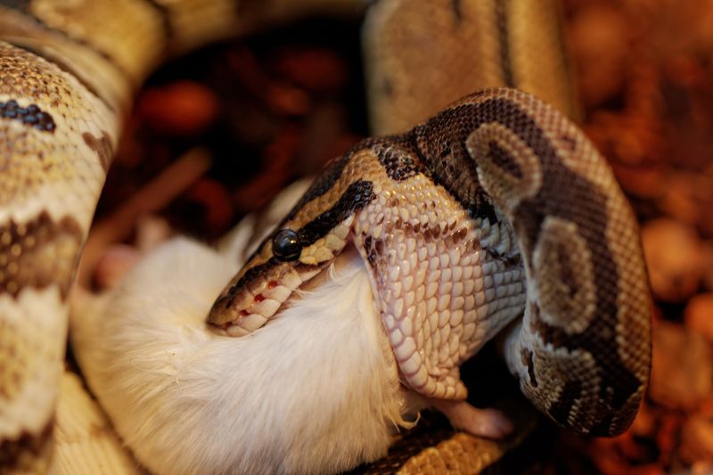 Diet's Impact On Snake Age