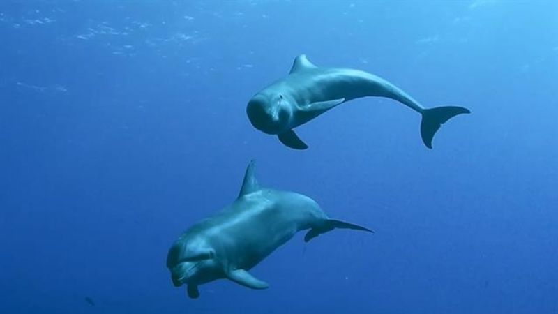 Bottlenose Dolphins Protecting Pilot Whale Calves