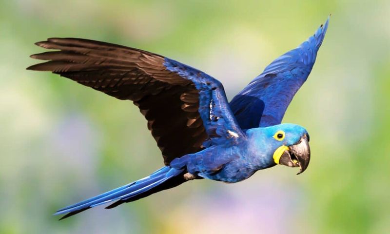 Hyacinth Macaw: The Sapphire Apartment Demolisher