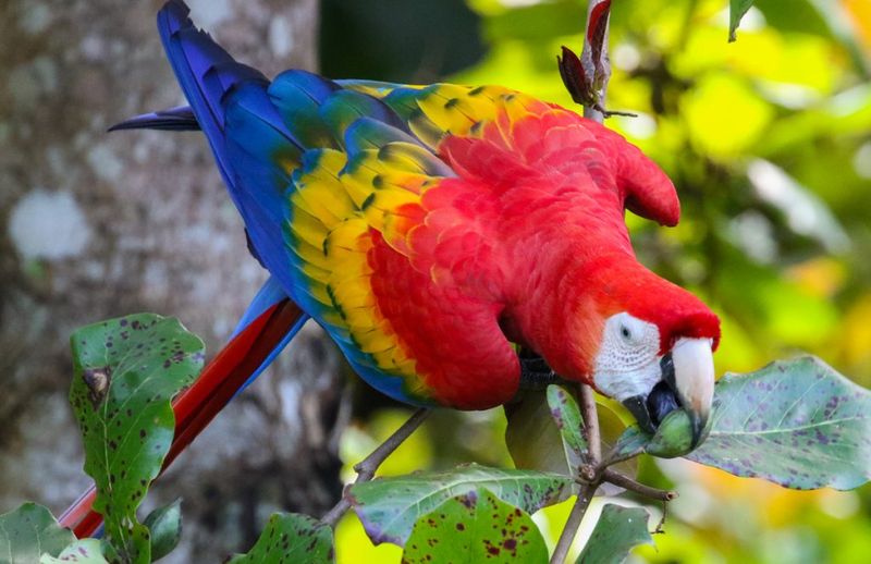 Scarlet Macaws – Rainforest Rainbows