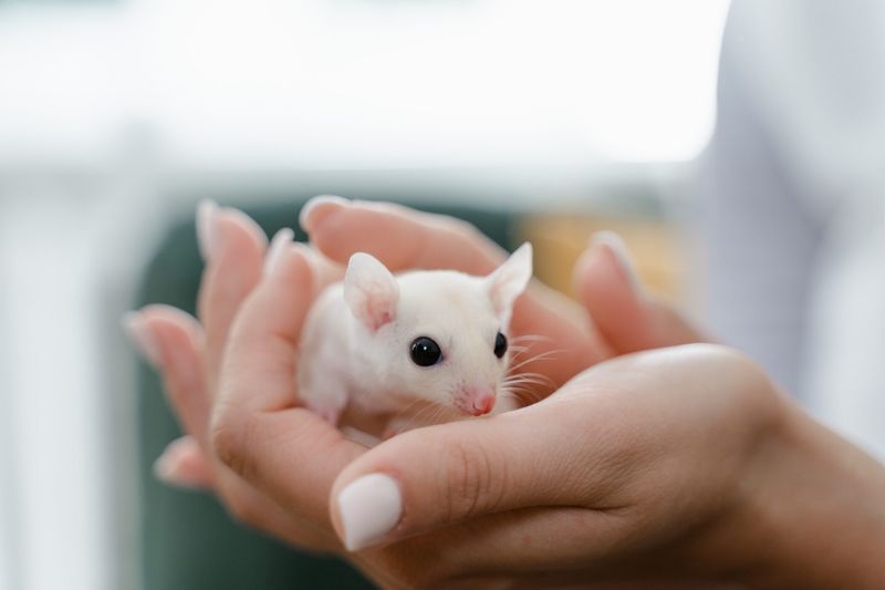 Rats: Misunderstood Pocket Geniuses