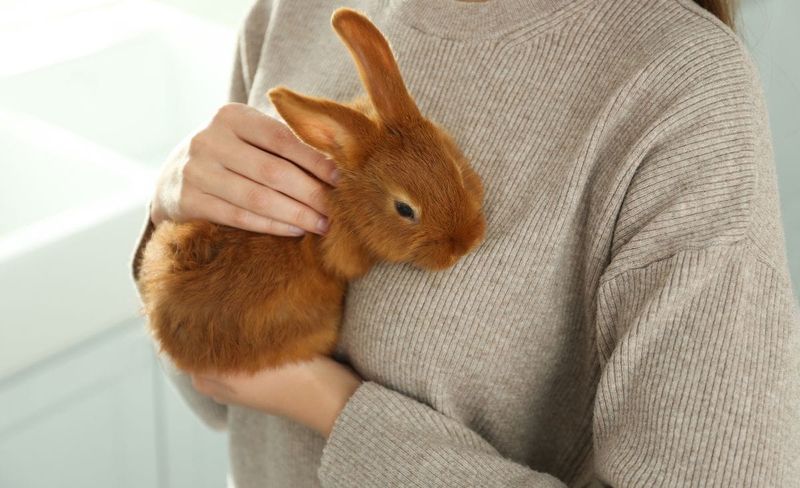 Rabbits: Fluffy Bundles Of Affection