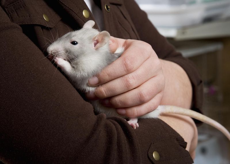 Rats: Misunderstood Empaths
