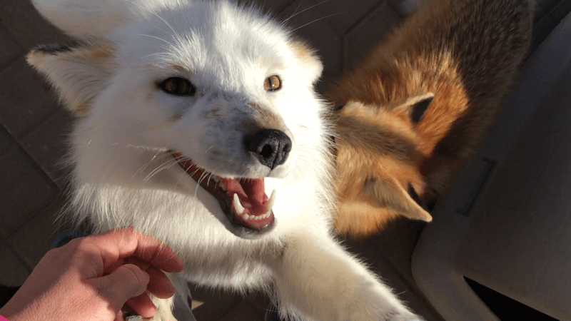 Foxes: The Cat-Dogs That Almost Made It