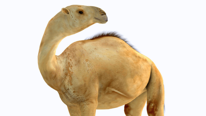 Ancient Camels Adapted to Tropical Environments