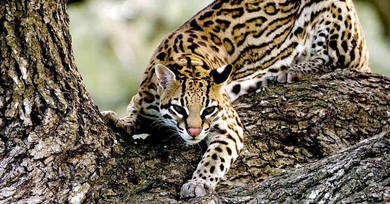 Ocelot's Rainforest Trail Network