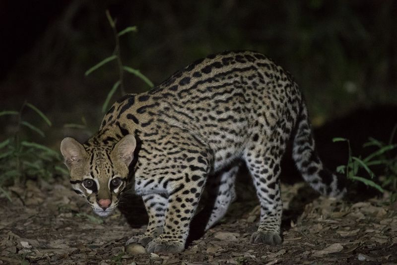 Ocelot Nights In The Pantanal