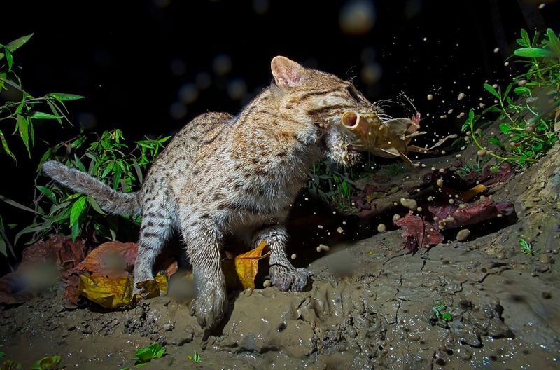 Fishing Cat