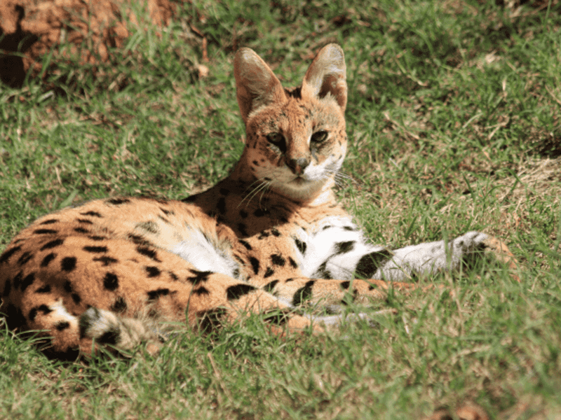 Serval