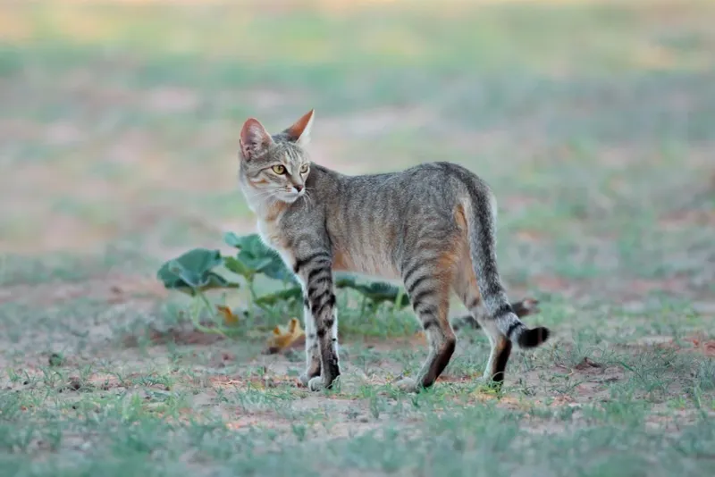 African Wildcat