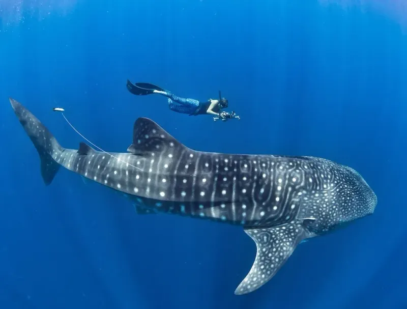 Unregulated Fishing Pressures From Tourism Demand