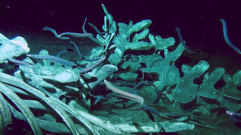 Seafloor Carbon Sequestration
