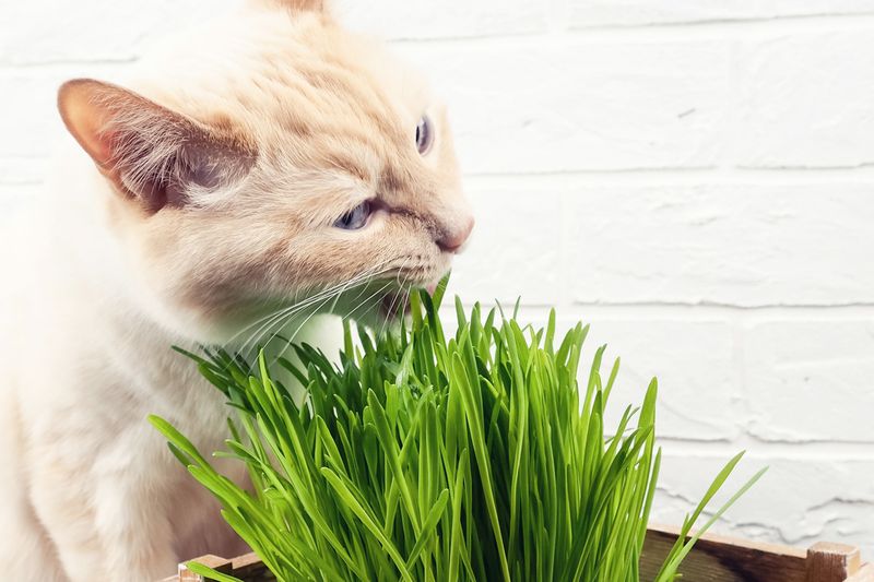 Indoor Grass Garden