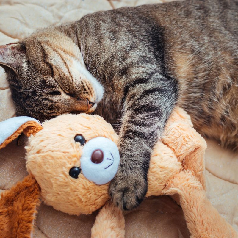 Stuffed Animals Don't Replace Real Companionship