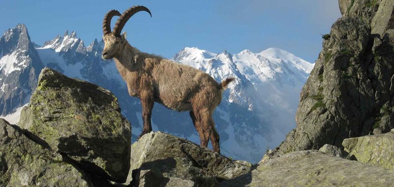 Pyrenean Ibex: Mountain Monarch Vanishes