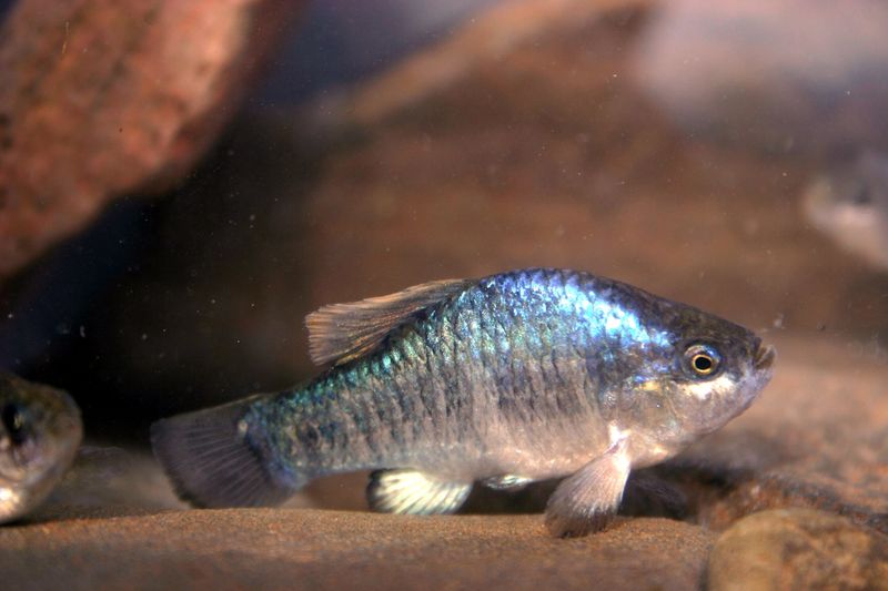 Tecopa Pupfish: Tiny Desert Survivor