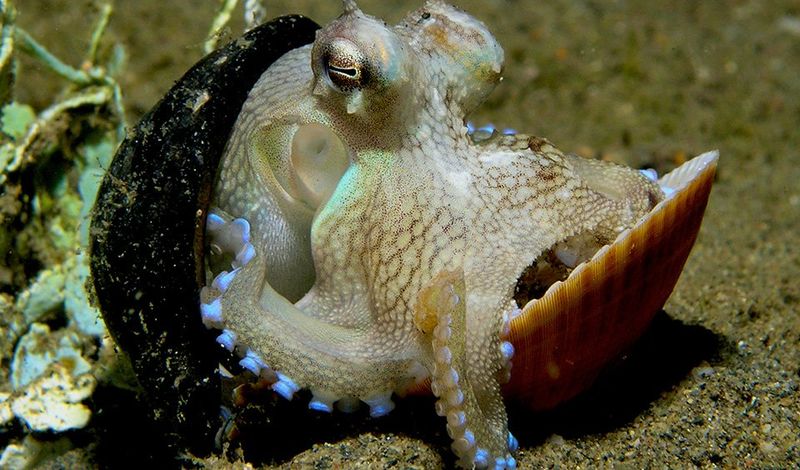 Veined Octopus