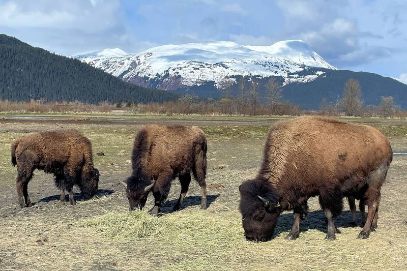 Bison