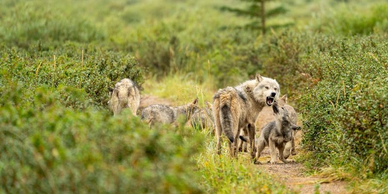 Gray Wolves