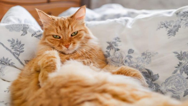 Ginger Cats Are Often Very Affectionate