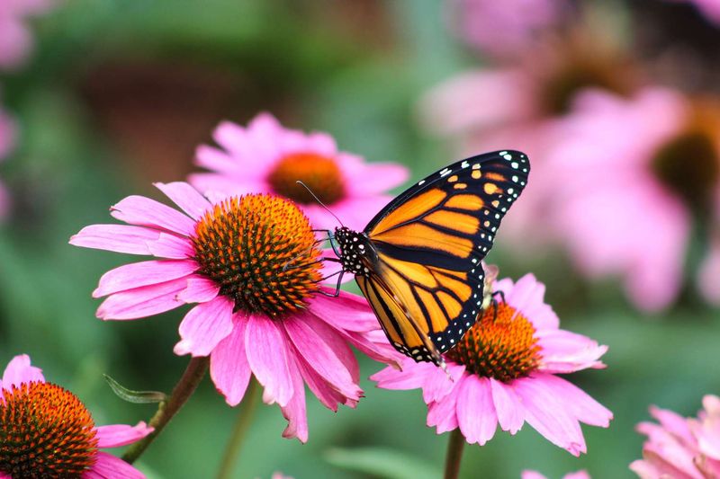 Butterflies You Can Attract With Wildflowers