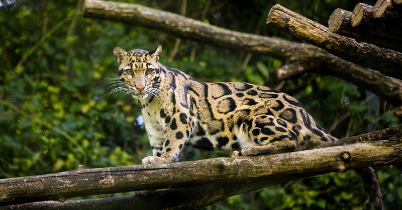 Formosan Clouded Leopard