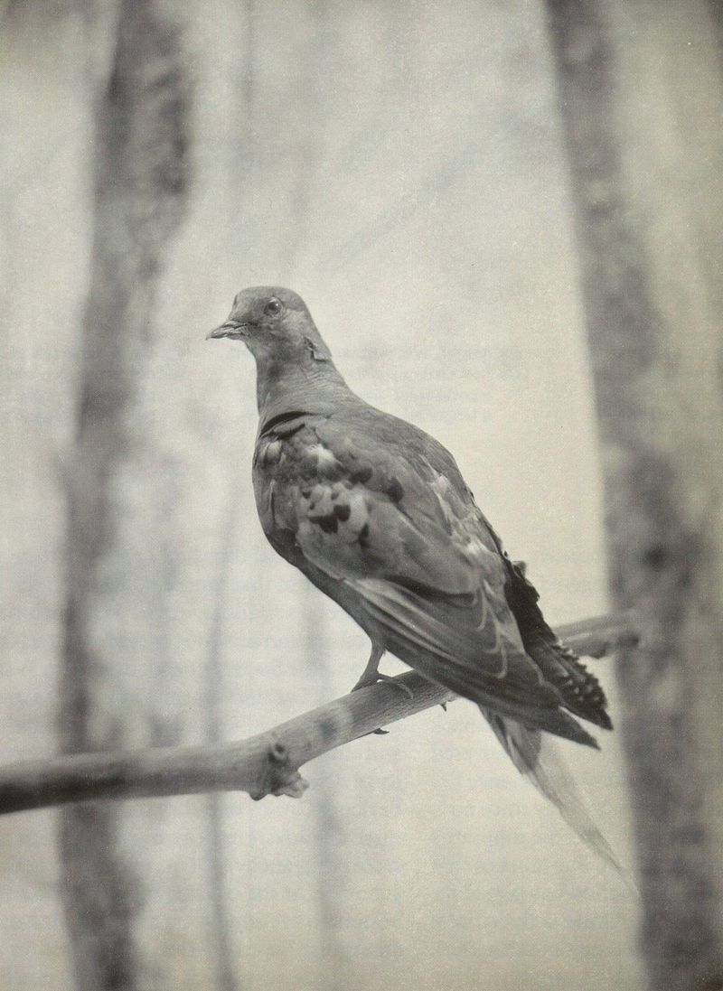 Passenger Pigeon: From Many To Gone